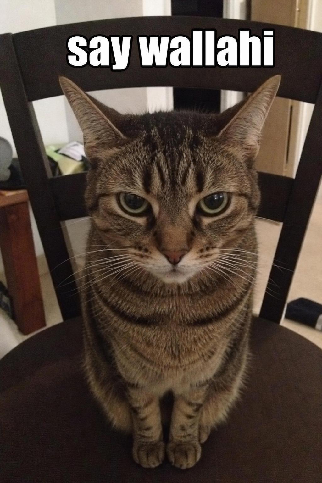 say wallahi cat